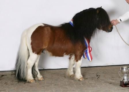 Vanity v.d. Buxushof, 1e premie. 85 cm. Def GGK   Nationaal Algemeen & Ere Kampioen HK 2013