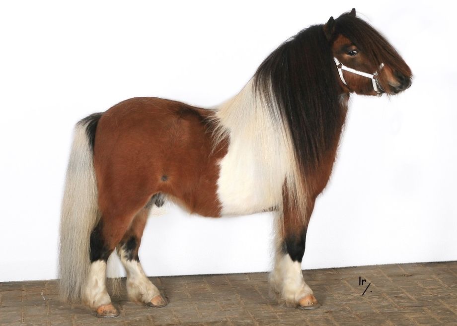 Fanity v. Stal Marhé,  1e premie. 86 cm. Definitief goedgekeurd als premie stamboek hengst met selectie licentie.
NATIONAAL MINI KAMPIOEN DEKHENGSTEN HK 2018 !!