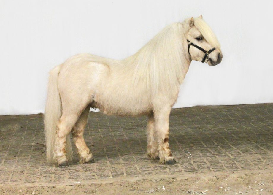 Nielson v. Stal Marhé, 2e premie.  83 cm.  Goedgekeurd als premie stamboek hengst met selectie licentie.