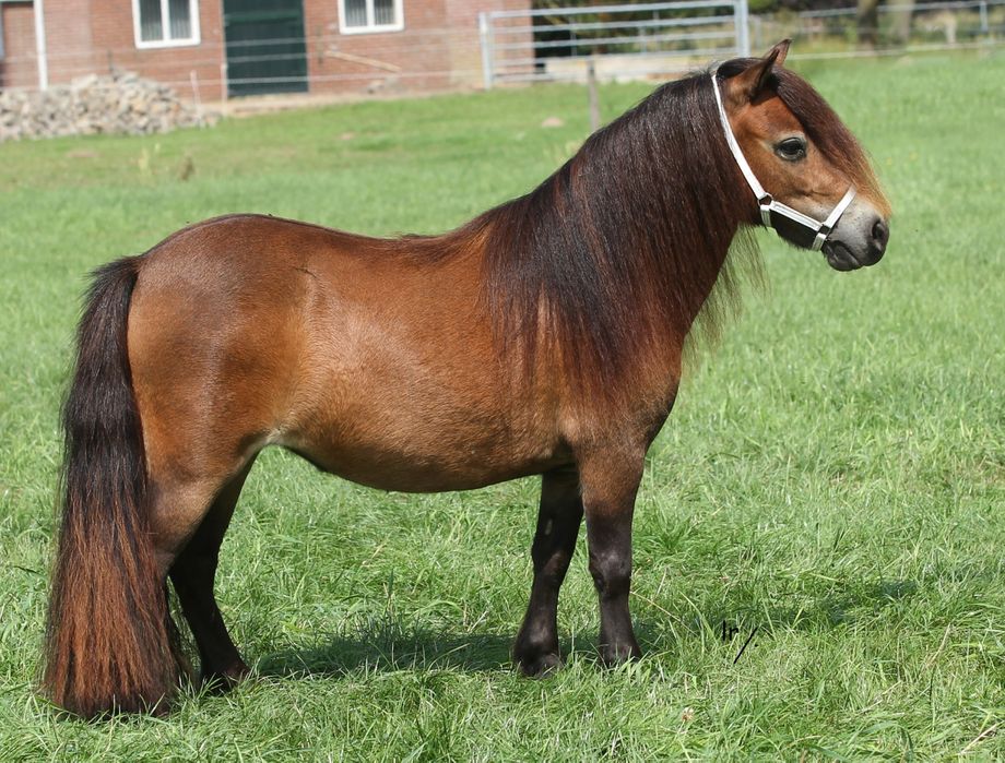 Beauty v. Stal Marhé, 1e premie kroon